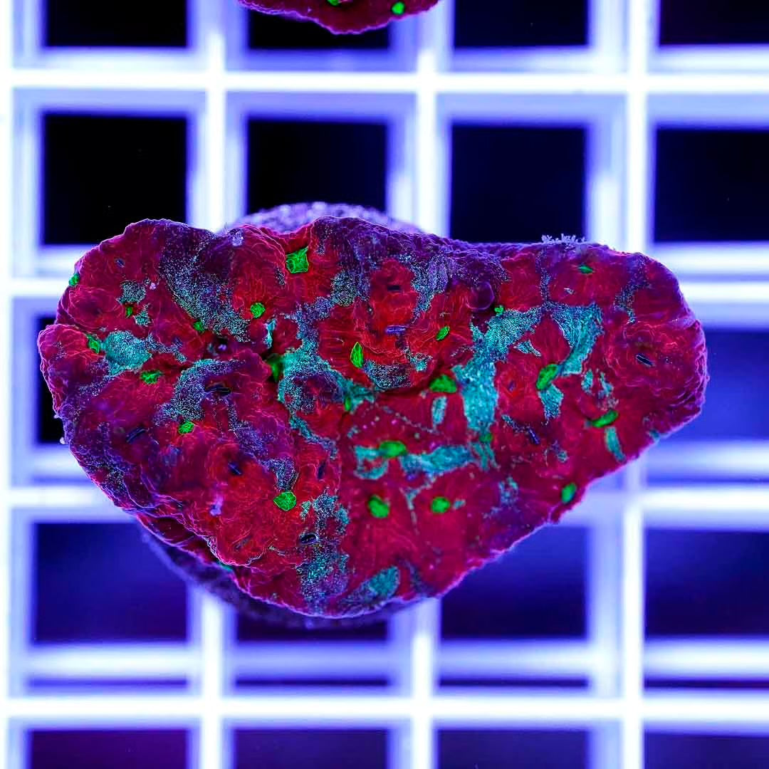 Hot Aussie Favia Frag Mother Colony HAFMC082502 WYSIWYG