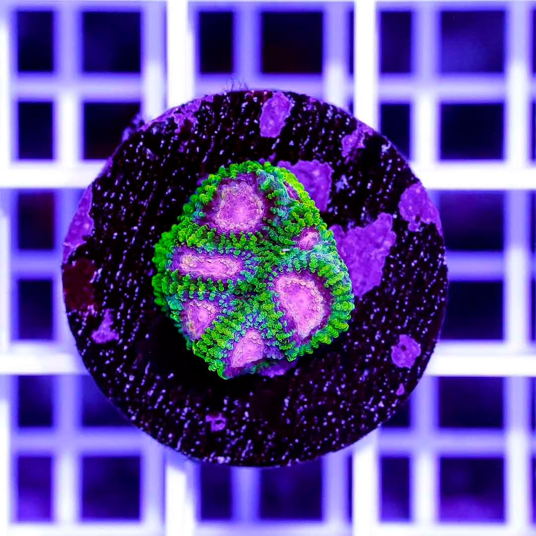 Hot Indo Favia Frag Mother Colony HIFMC082501 WYSIWYG