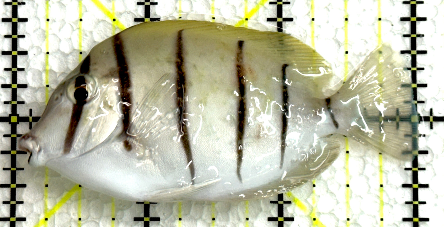 Convict Tang CT062504 WYSIWYG Size: M 3" approx