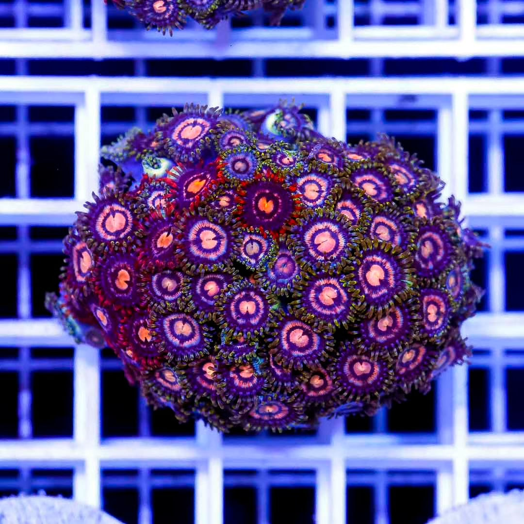 Mix Color Zoanthid Frag Mother Colony MCZFMC082502 WYSIWYG