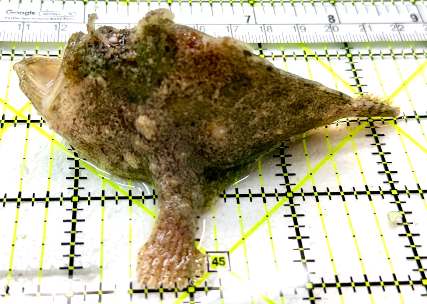 Stone Fish SF050501 WYSIWYG Size: ML 4" approx