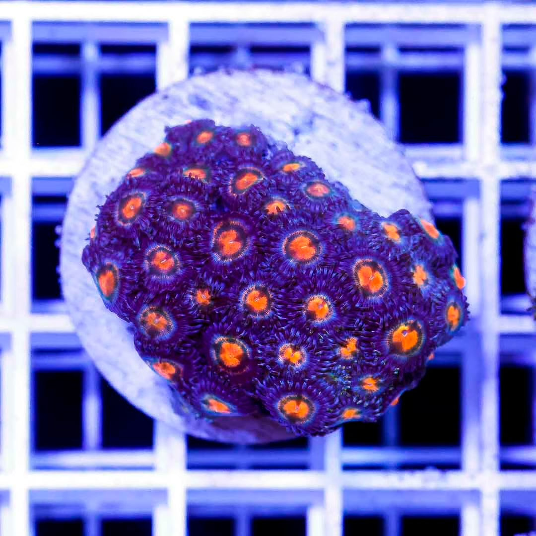 Mix Color Zoanthid Frag Mother Colony MCZFMC082503 WYSIWYG