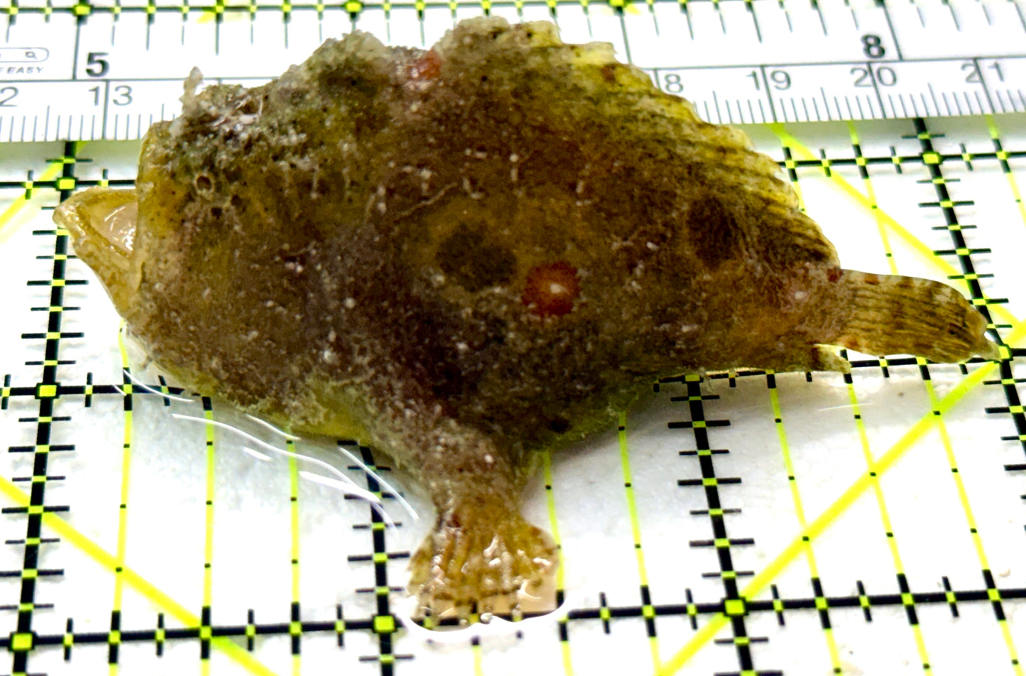 Stone Fish SF050502 WYSIWYG Size: M 3" approx