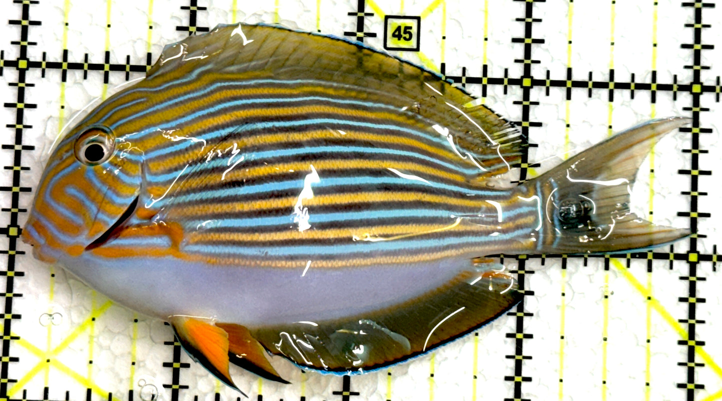 Clown Tang CT062502 WYSIWYG Size: M 4" approx