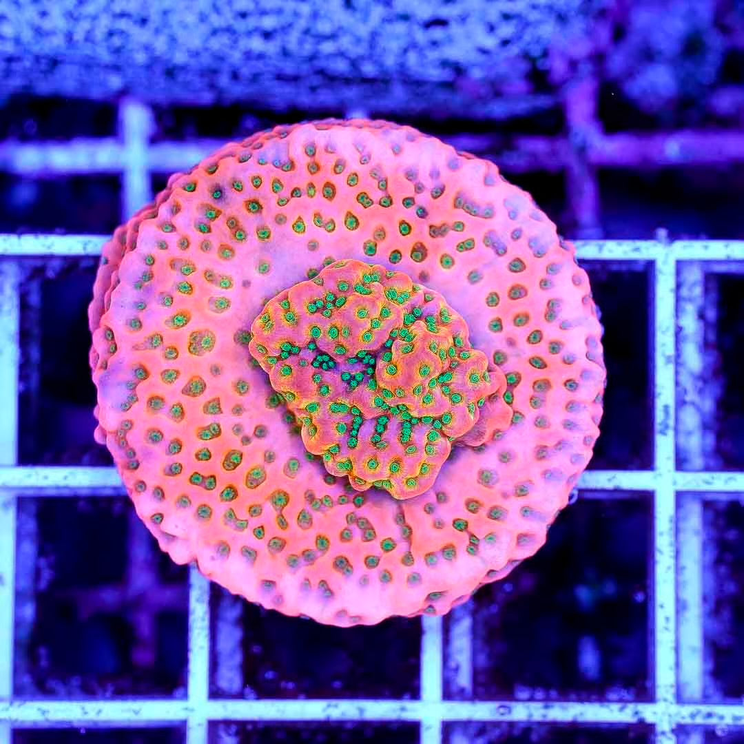 Ultra Indo Montipora Frag Mother Colony UIMFMC082501 WYSIWYG