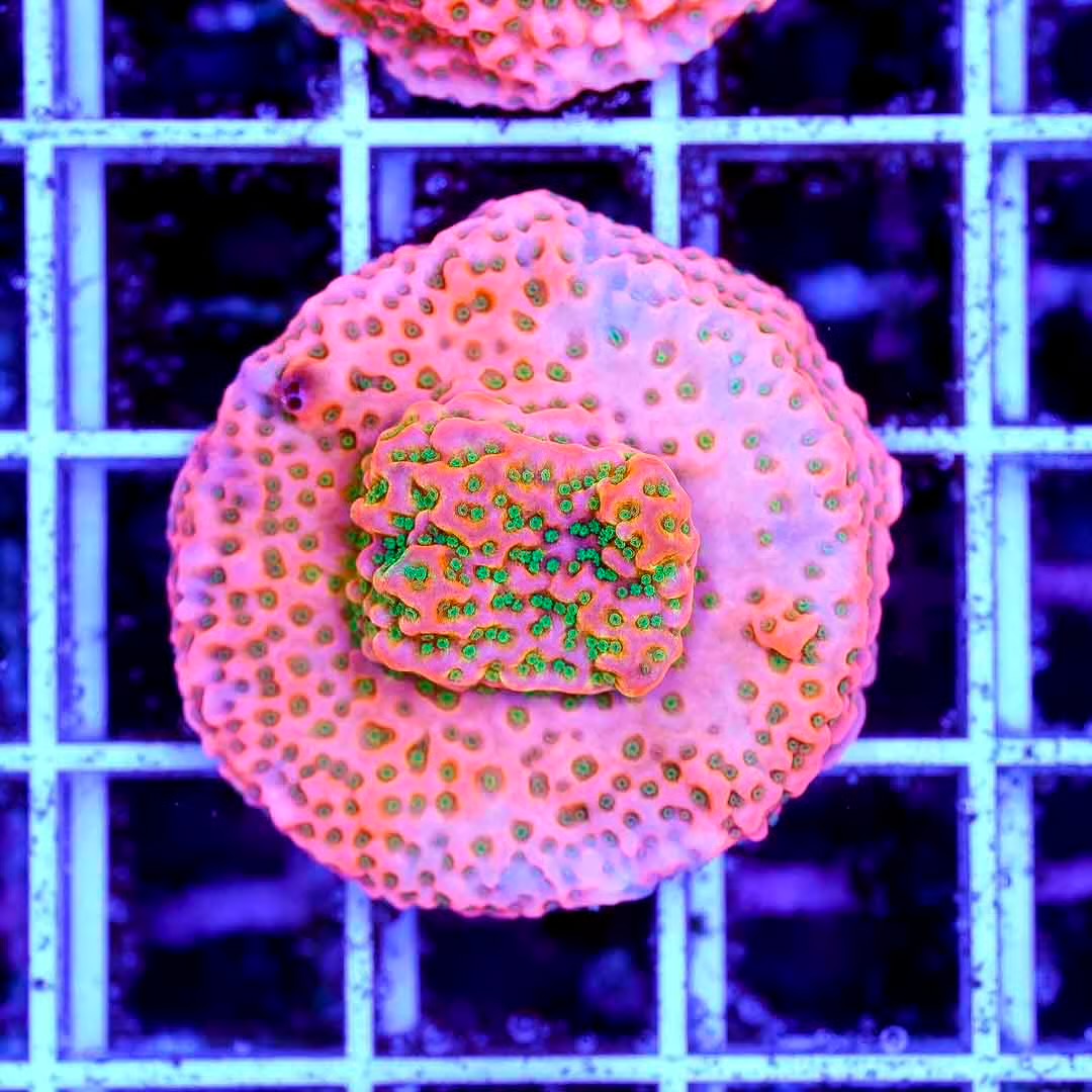 Ultra Indo Montipora Frag Mother Colony UIMFMC082502 WYSIWYG