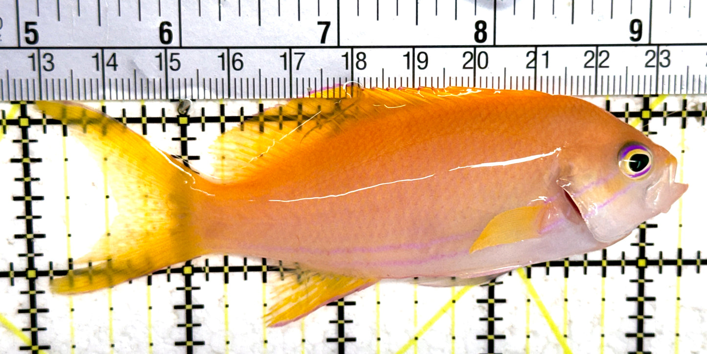 Squareback Anthias (Female) SAF061402 WYSIWYG Size: XL 4.25" approx