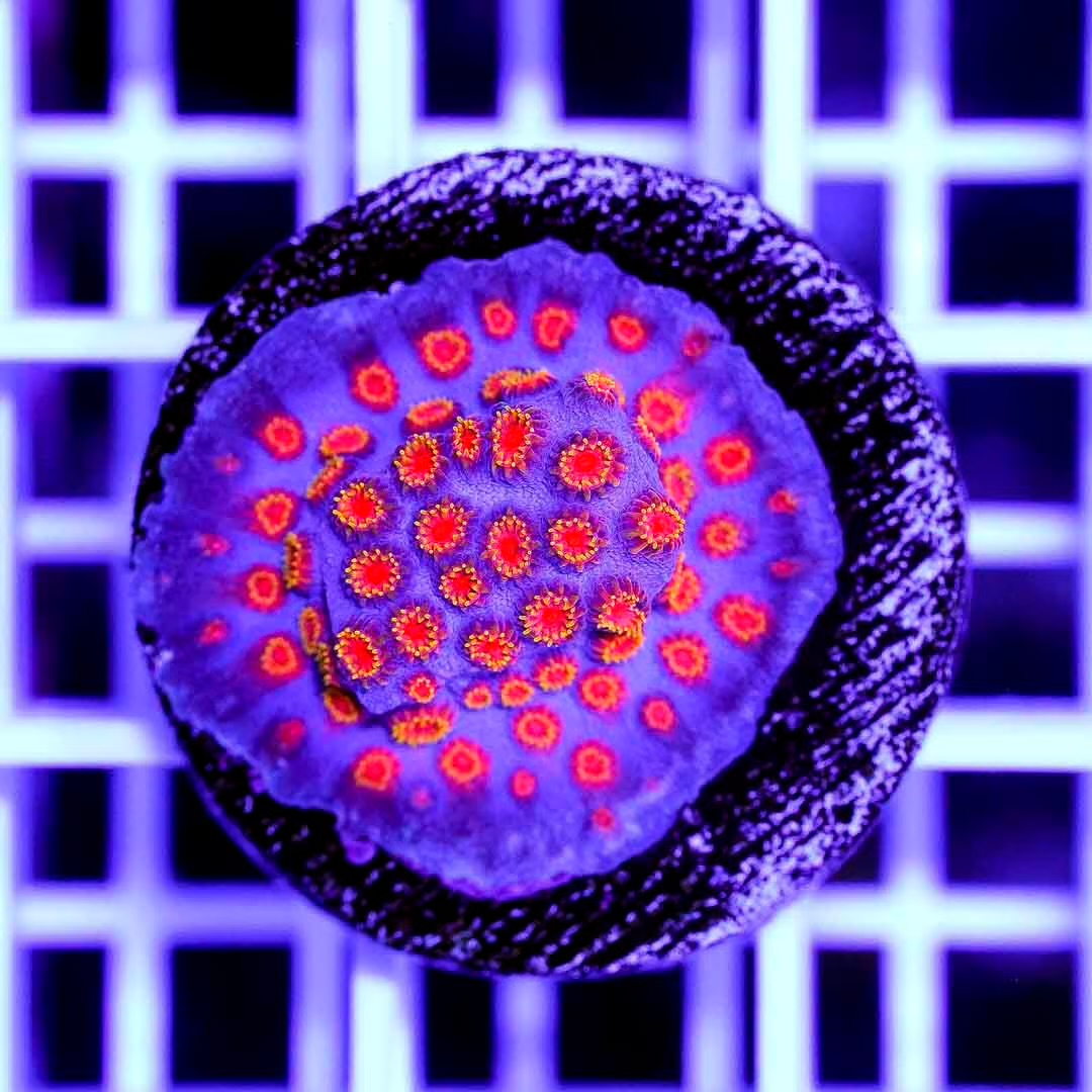Hot Aussie Cyphastrea Frag Mother Colony HACFMC082502 WYSIWYG