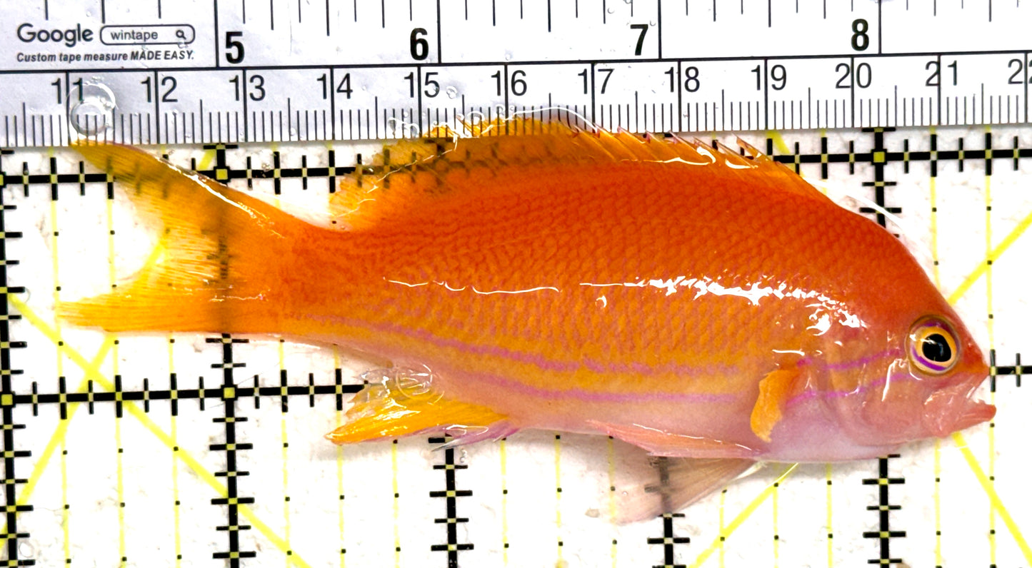 Squareback Anthias (Female) SAF061404 WYSIWYG Size: XL 4.25" approx