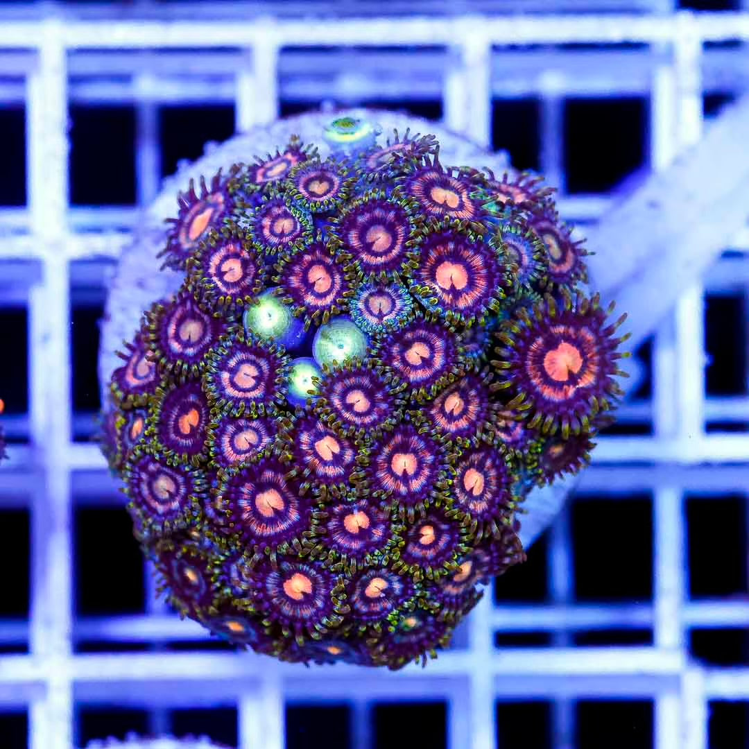 Mix Color Zoanthid Frag Mother Colony MCZFMC082501 WYSIWYG