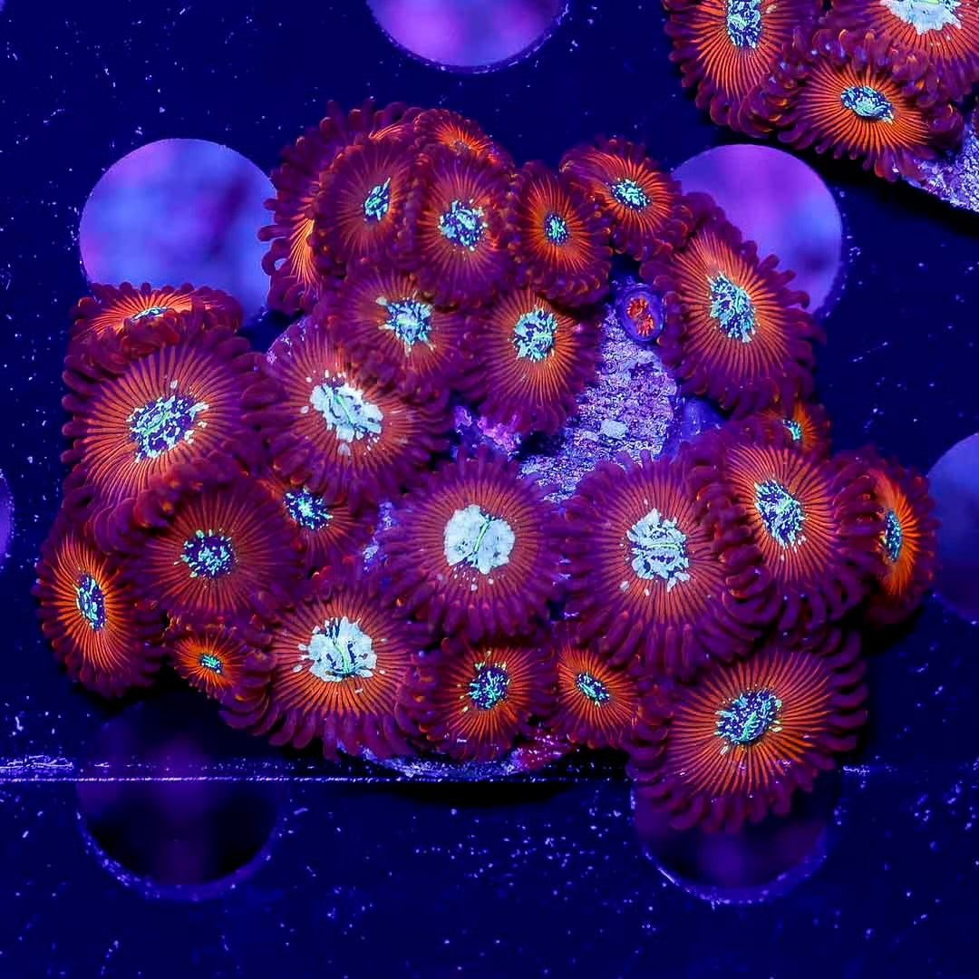 Aussie WWC Warlock Zoanthid Frag Mother Colony AWZFMC082501 WYSIWYG