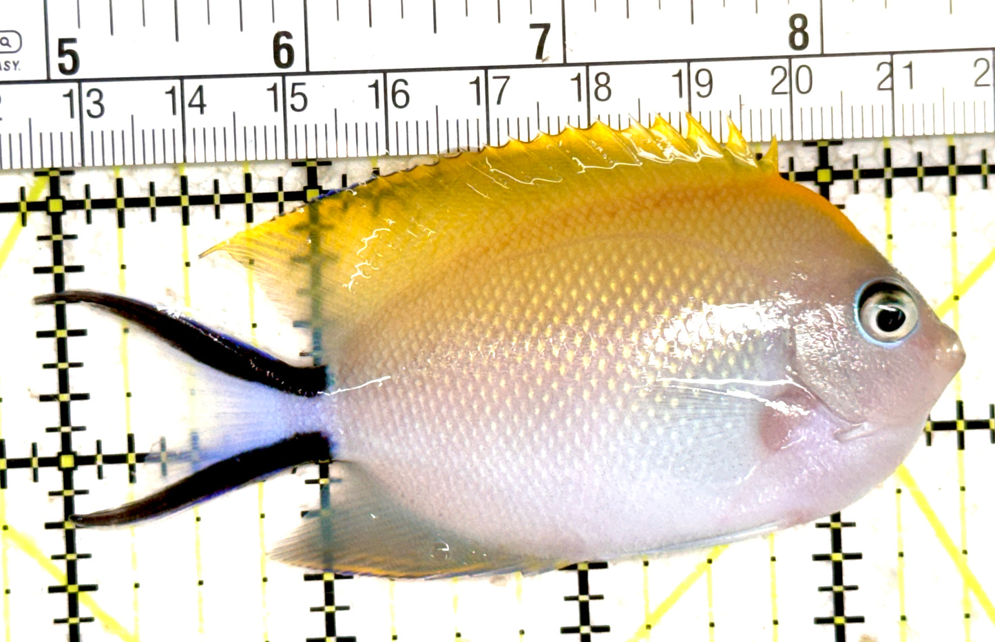 Swallowtail Angelfish Female (Reefsafe) SAF061401 WYSIWYG Size: L 3.5" approx