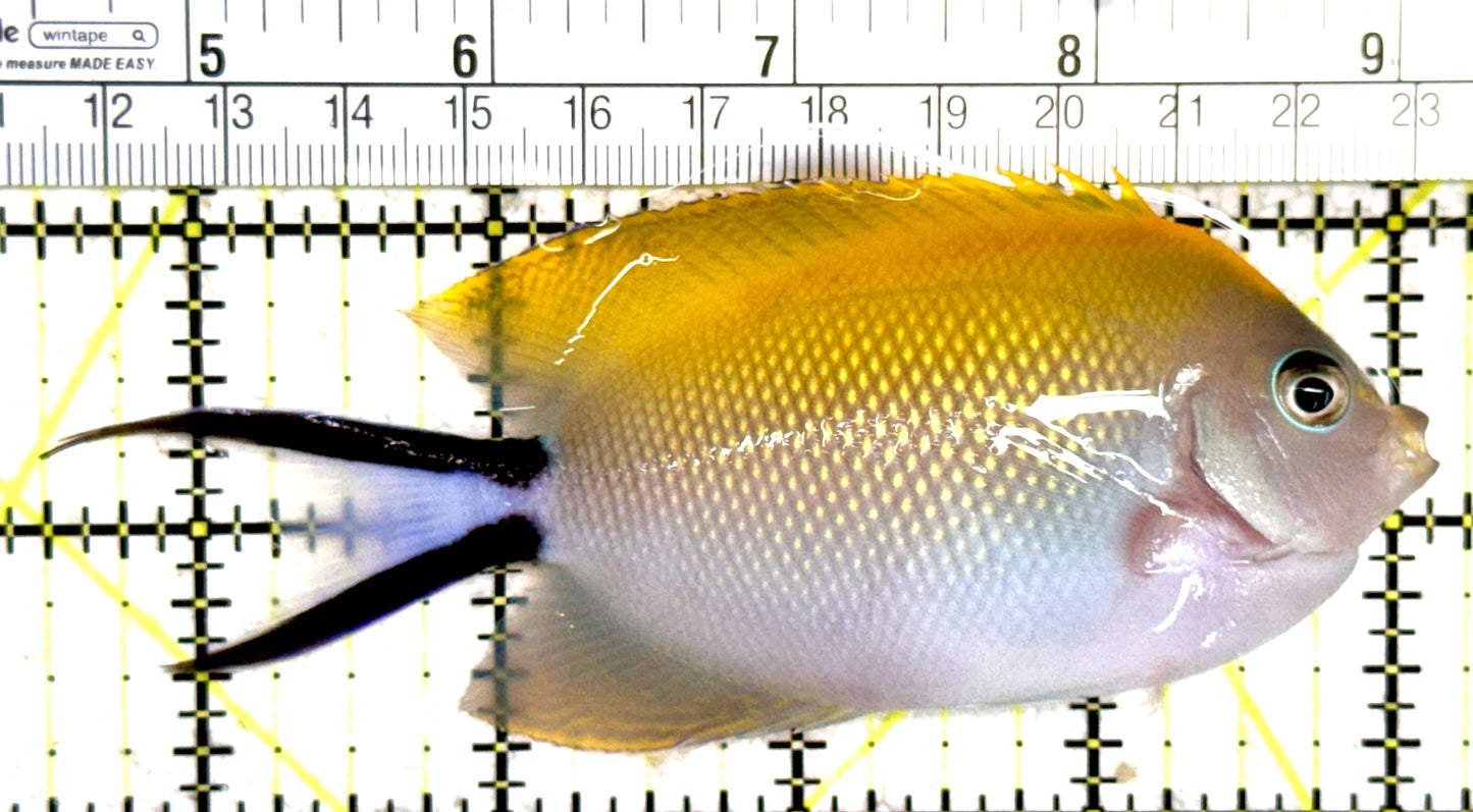 Swallowtail Angelfish Female (Reefsafe) SAF061402 WYSIWYG Size: XL 4.5" approx