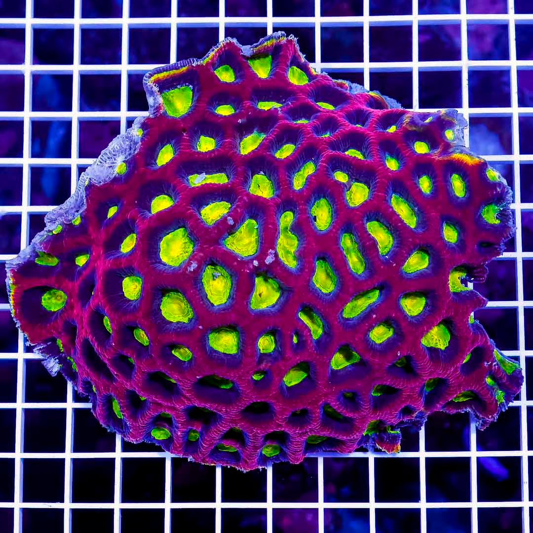 Ultra Aussie Prism Favia Mother Colony UAPFMC082501 WYSIWYG