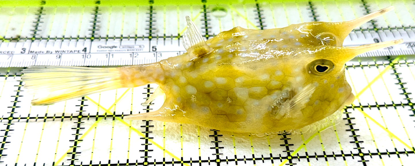 Longhorn Cowfish LC050501 WYSIWYG Size: XXL/SHOW 6" approx