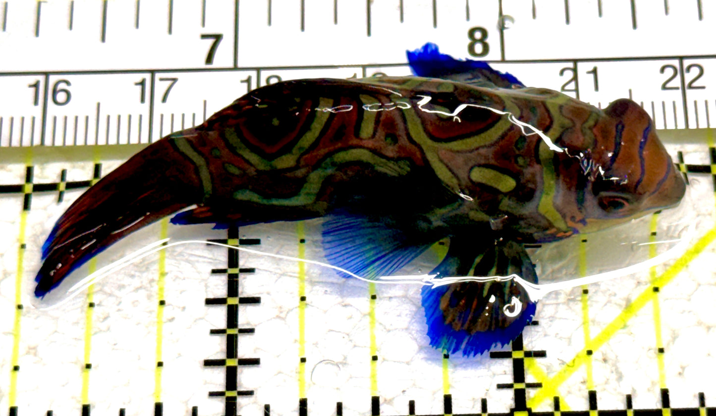 Green Mandarin Dragonet GMD061403 WYSIWYG Size: XL 2.25" approx