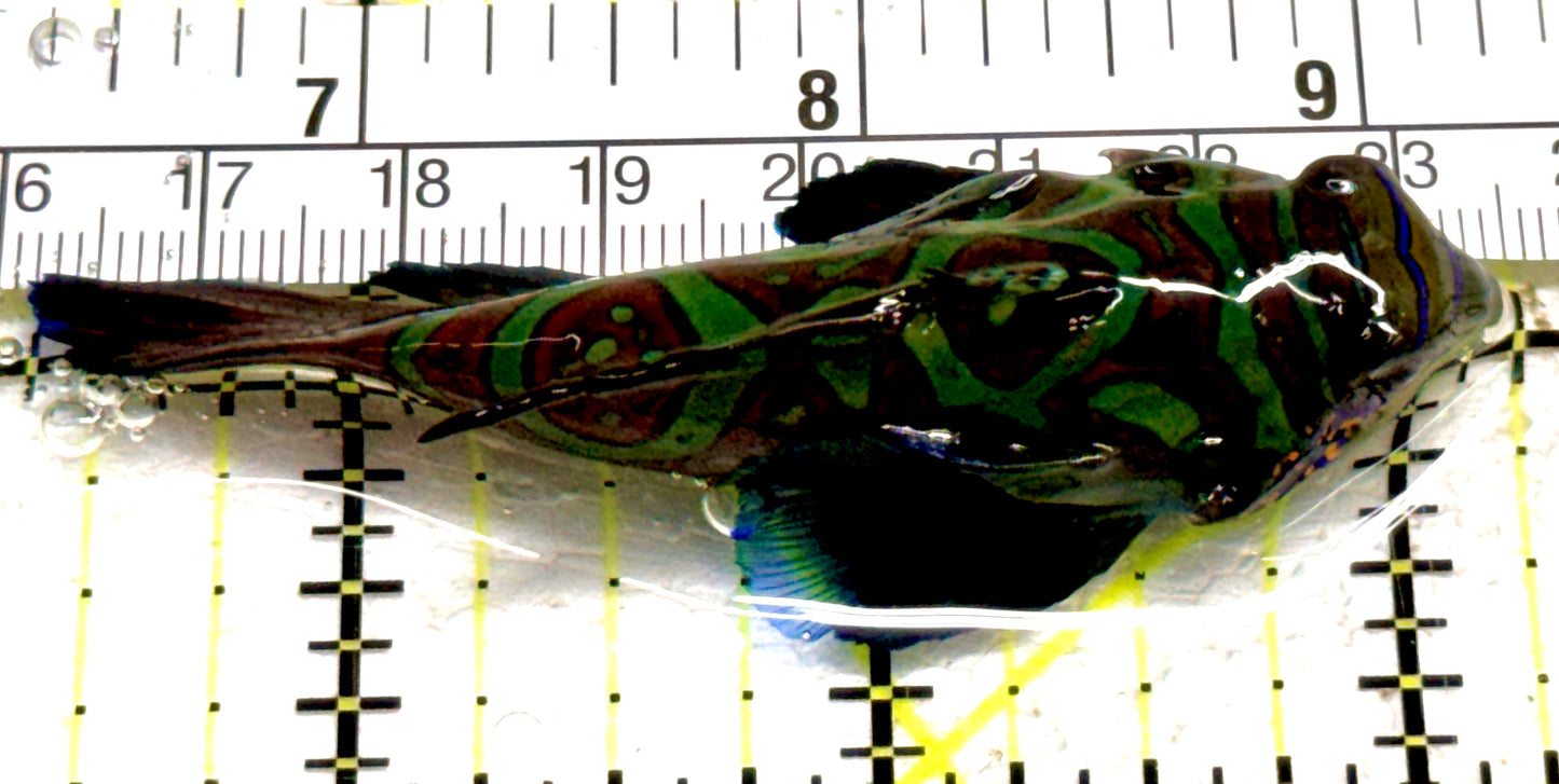 Green Mandarin Dragonet GMD061402 WYSIWYG Size: XXL 2.75" approx