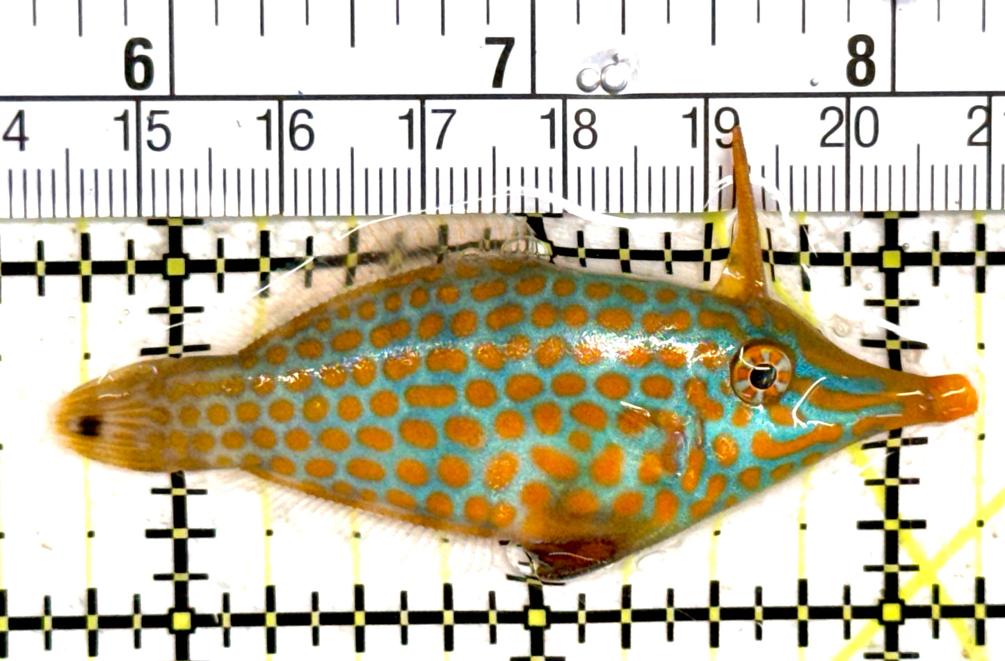 Orange Spotted Filefish OSF061402 WYSIWYG Size: L 2.5" approx
