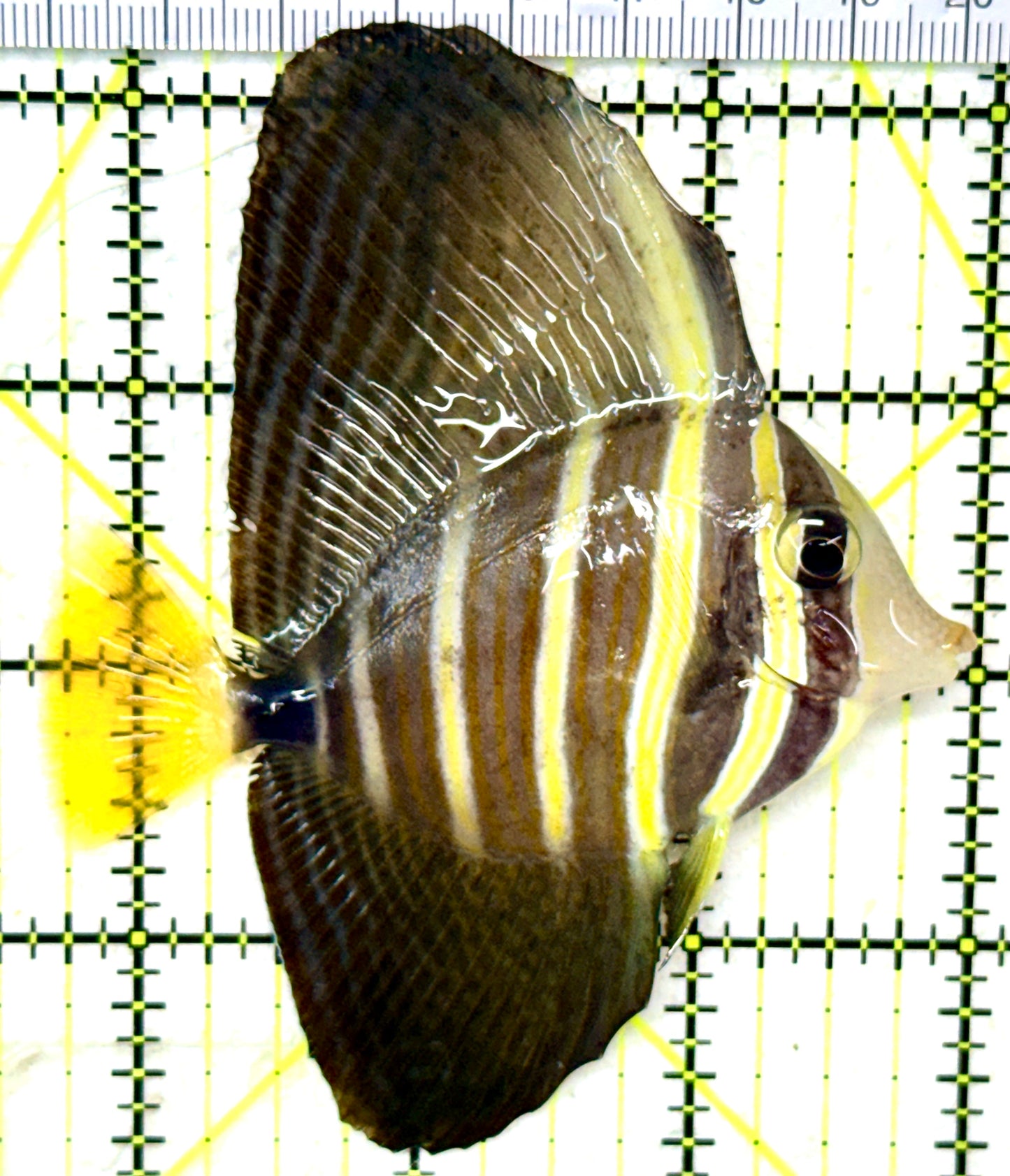 Sailfin Tang ST050501 WYSIWYG Size: ML 3.25" approx