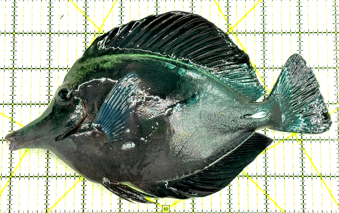 Black Tang BT062501 WYSIWYG Size: XXL/Show 9" approx