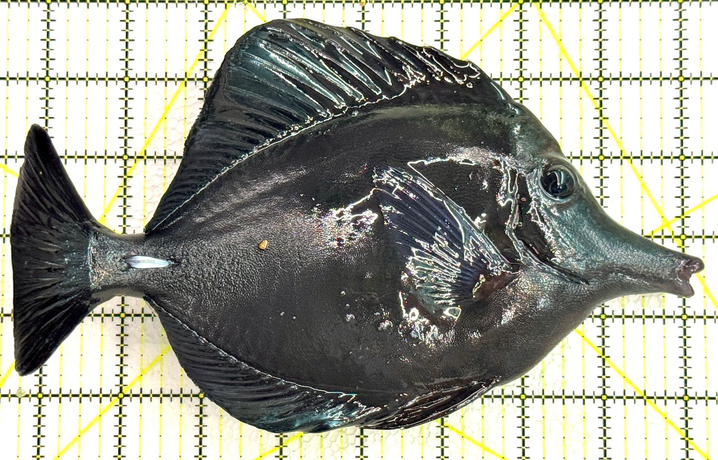 Black Tang BT062501 WYSIWYG Size: XXL/Show 9" approx