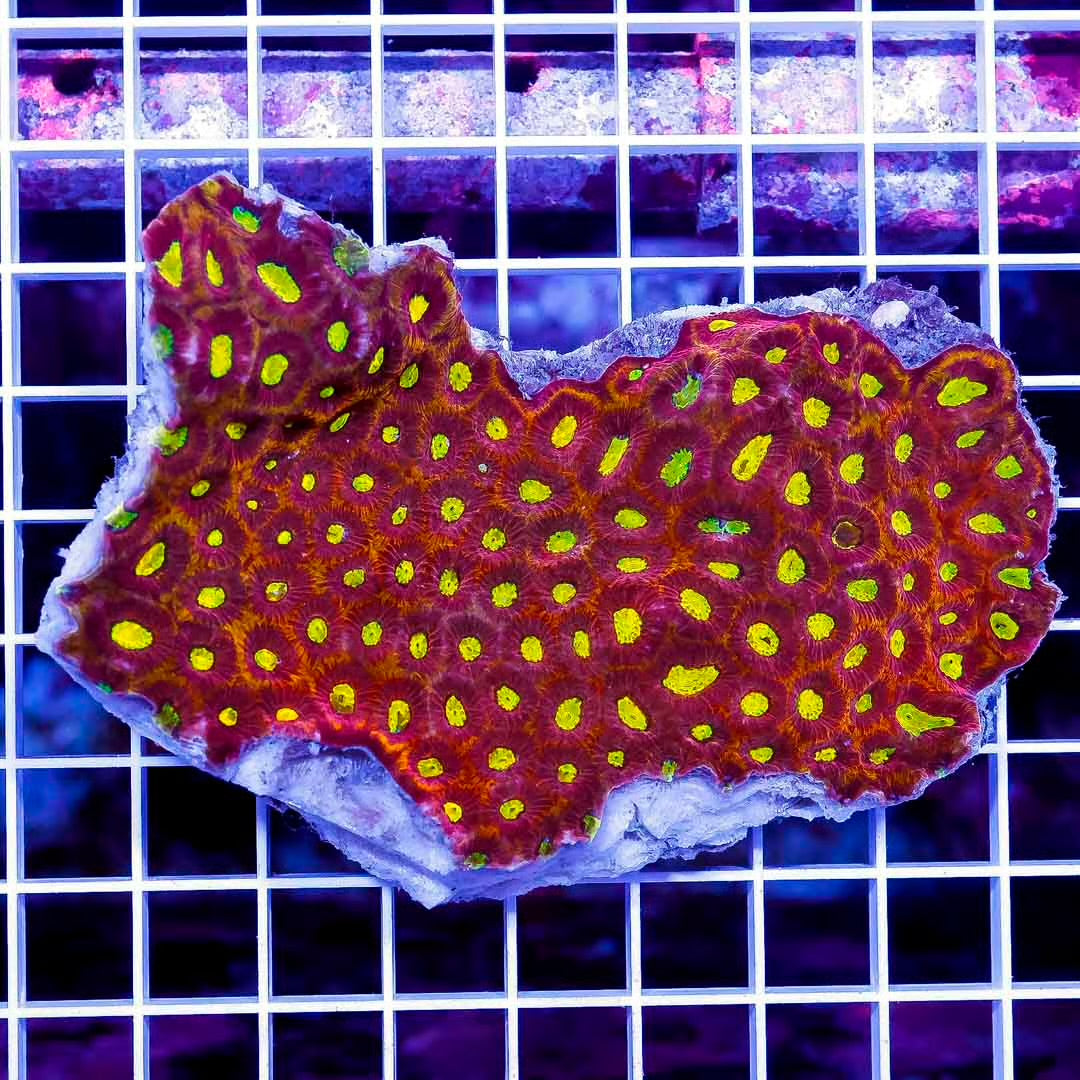 Ultra Aussie Favites Mother Colony UAFMC082501 WYSIWYG
