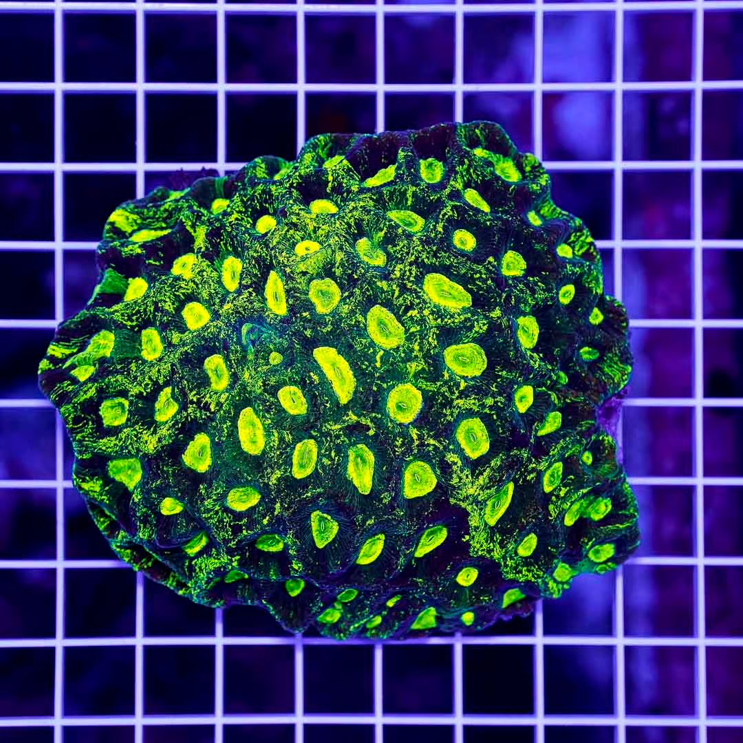 Toxic Aussie Splatter Goniastrea Mother Colony TASGMC082501 WYSIWYG