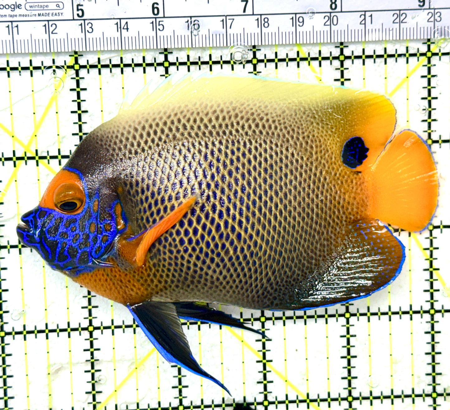 Blueface Angelfish Adult (Sumatra Vibrant Colors) BAA050401 WYSIWYG Size: XL 5" approx