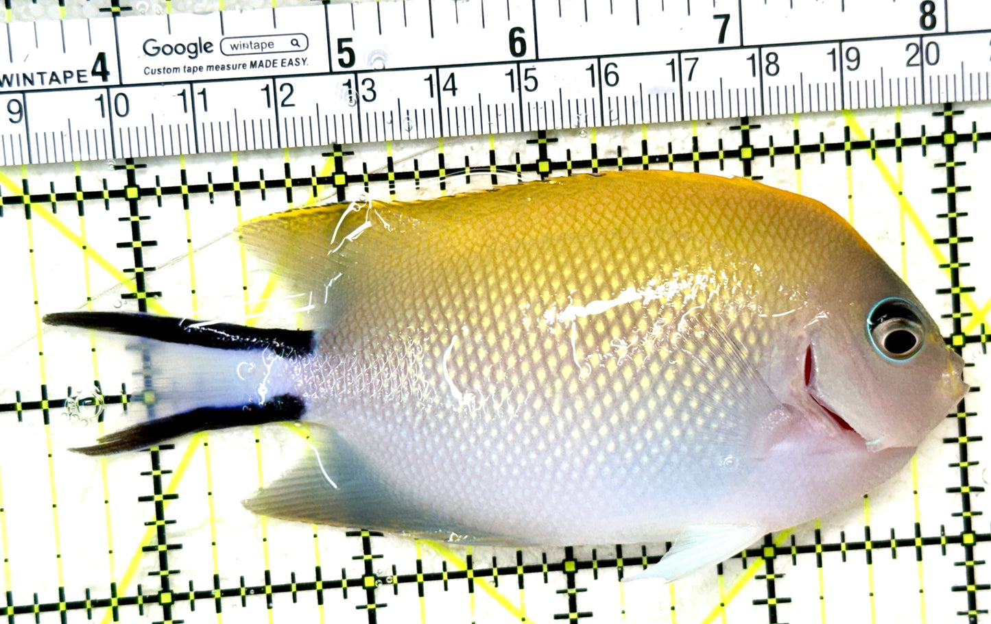 Swallowtail Angelfish Female (Reefsafe) SAF050501 WYSIWYG Size: XL 4.5" approx