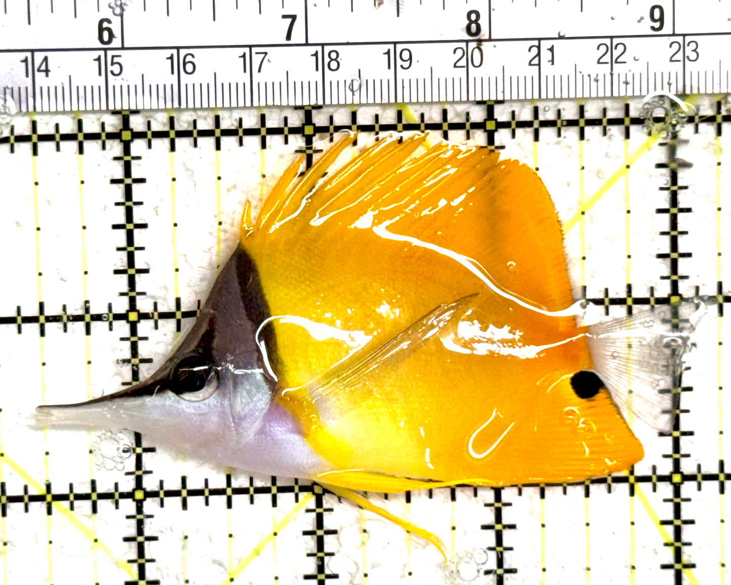 Yellow Longnose Butterflyfish YLB061401 WYSIWYG Size: L 3.5" approx