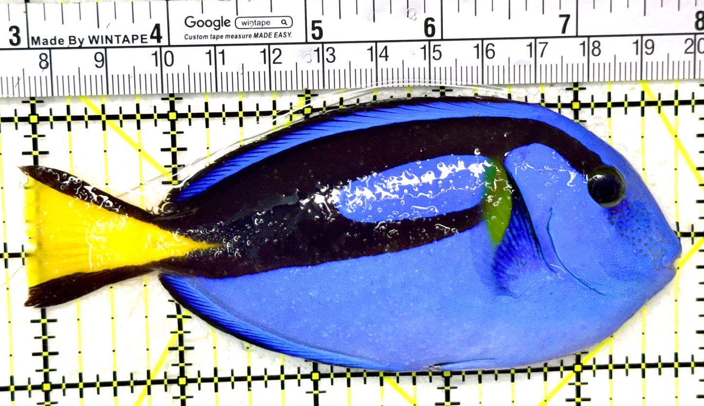 Blue Hippo Tang BHT050501 WYSIWYG Size: L 5" approx