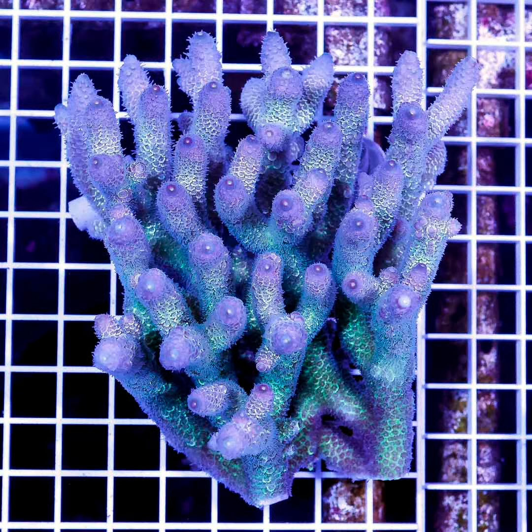 Ultra Hot Aussie Acropora Mother Colony UHAMC082502 WYSIWYG
