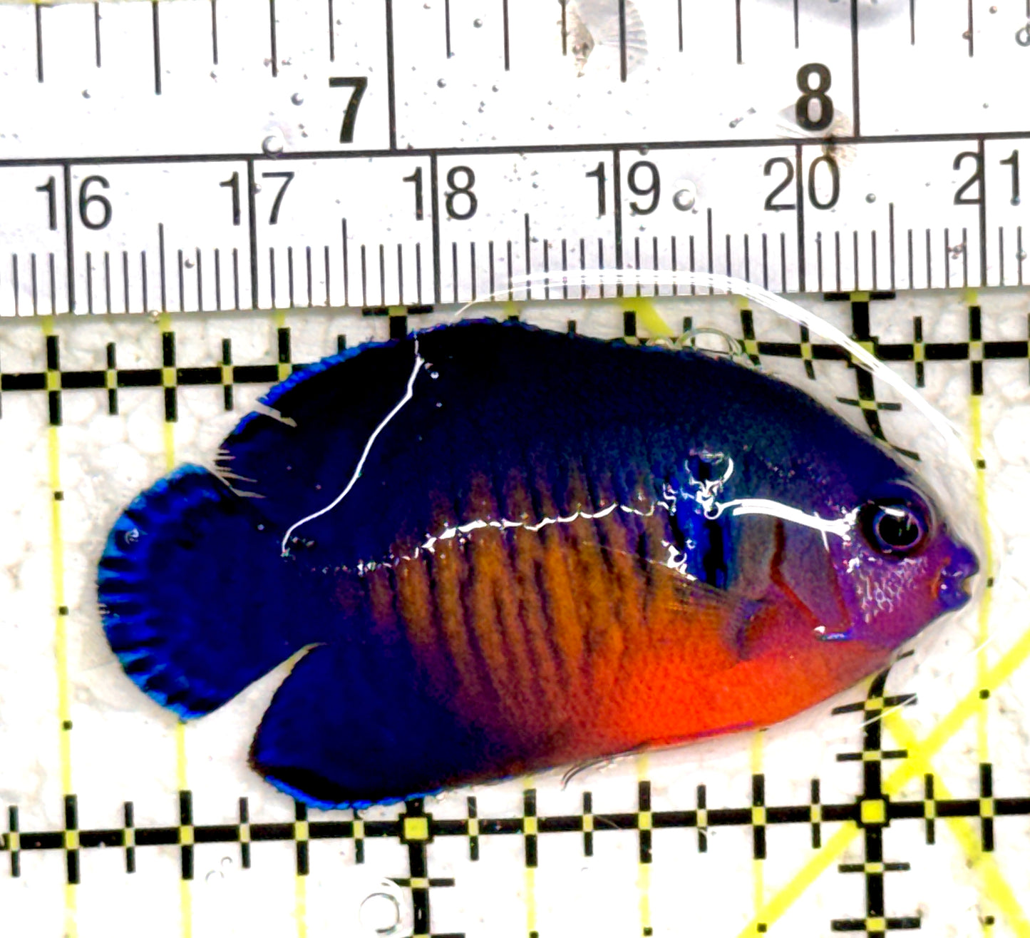 Coral Beauty Angelfish CBA061403 WYSIWYG Size: M 2" approx