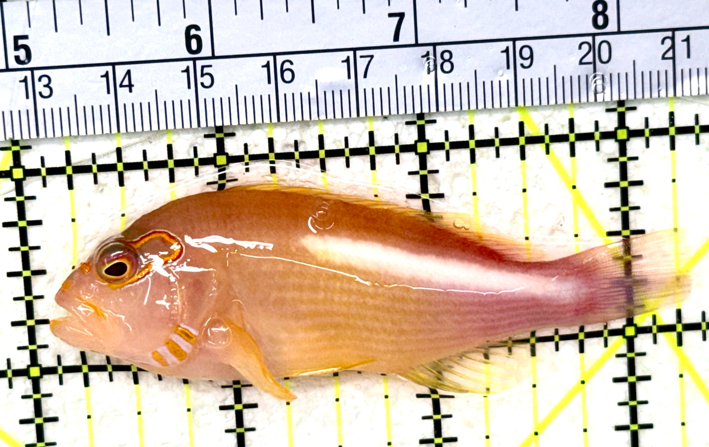Arc-Eye Hawkfish AEH050401 WYSIWYG Size: XL 3.25" approx