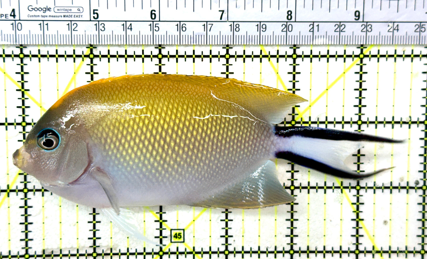 Swallowtail Angelfish Female (Reefsafe) SAF050502 WYSIWYG Size: XXL 6" approx