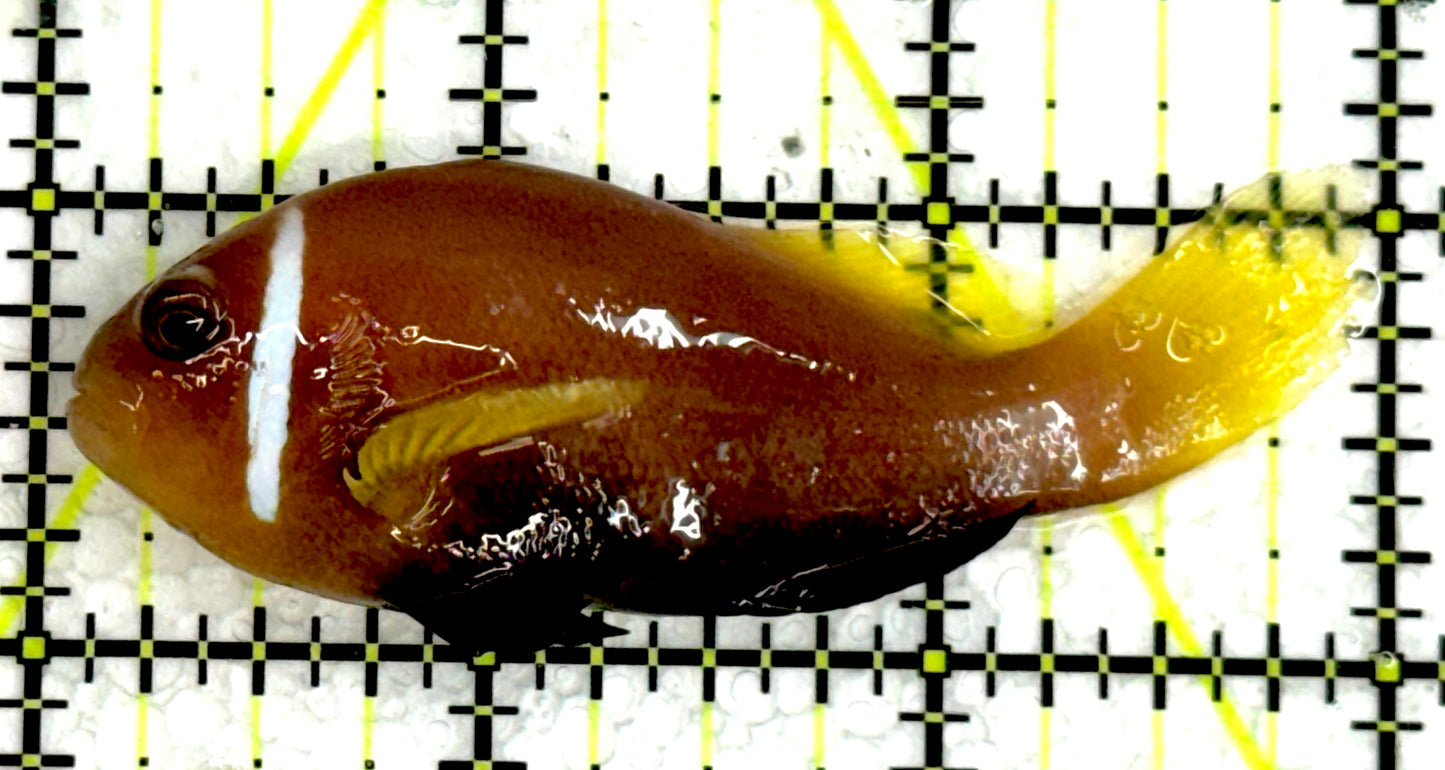 Maldives Skunk Clownfish MSC062501 WYSIWYG Size: L 3" approx