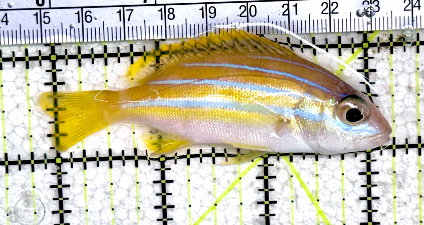 Blueline Snapper BS061401 WYSIWYG Size: ML 3.5 approx