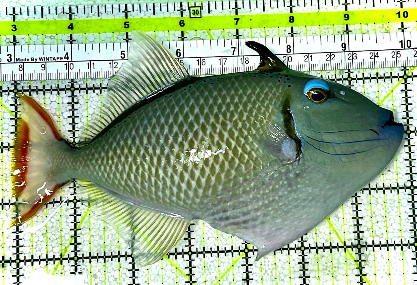 Crosshatch Triggerfish CHT022801 WYSIWYG Size: L 7" (Hawaii)