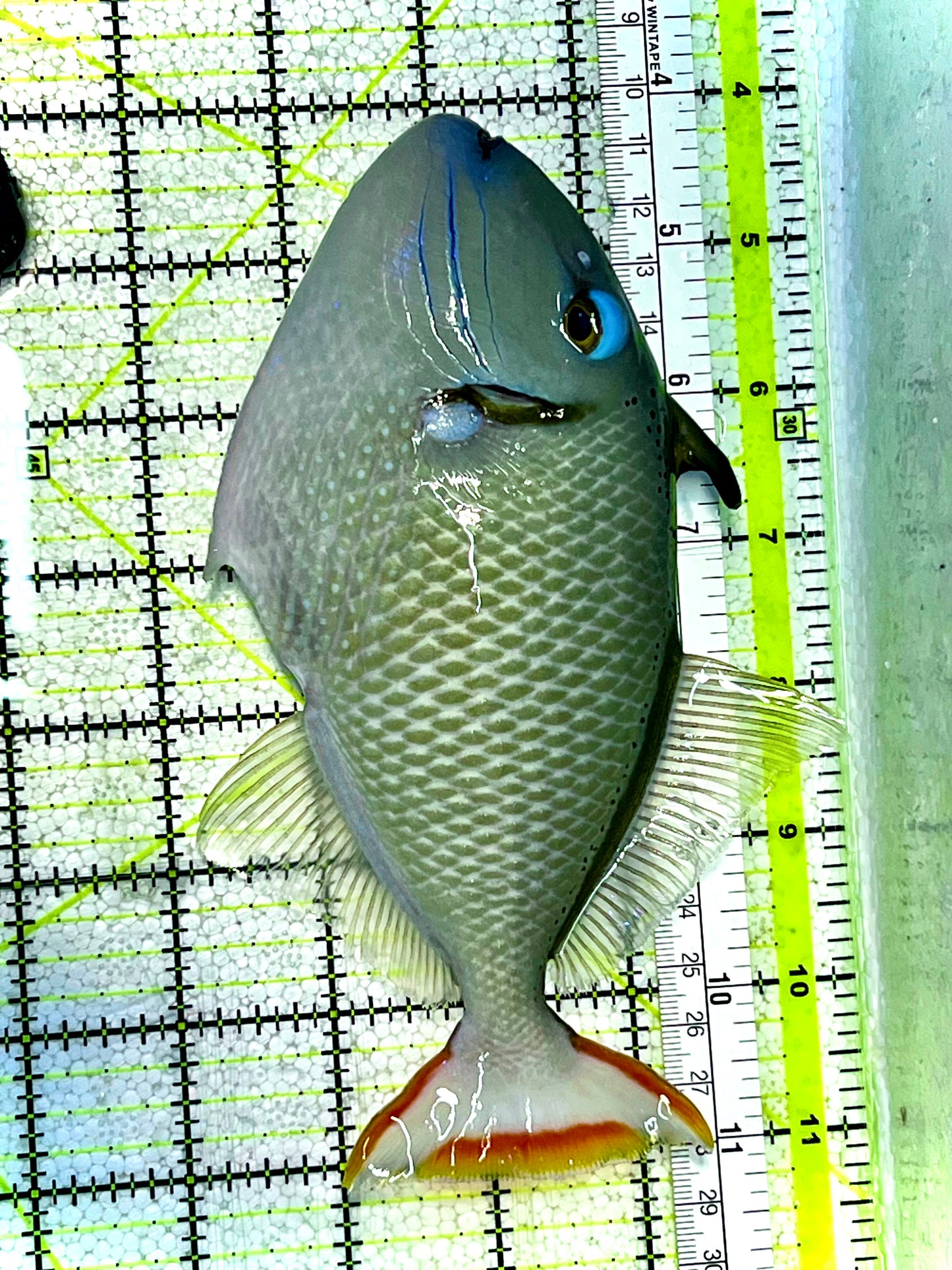 Crosshatch Triggerfish CHT022801 WYSIWYG Size: L 7" (Hawaii)