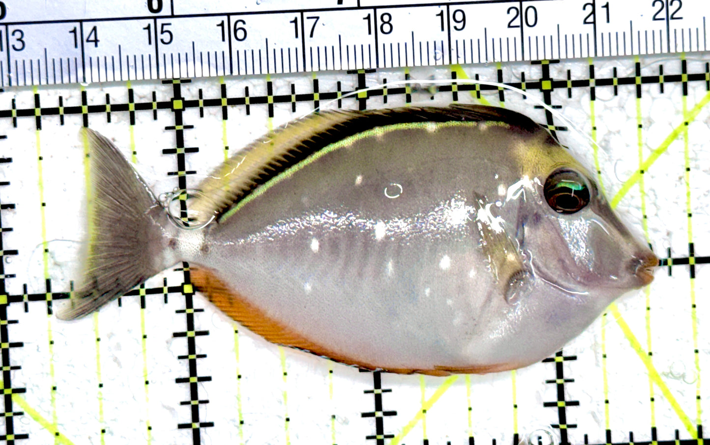 Blonde Naso Tang BNT061401 WYSIWYG (Maldives Special Grade) Size: SM 3.25" approx