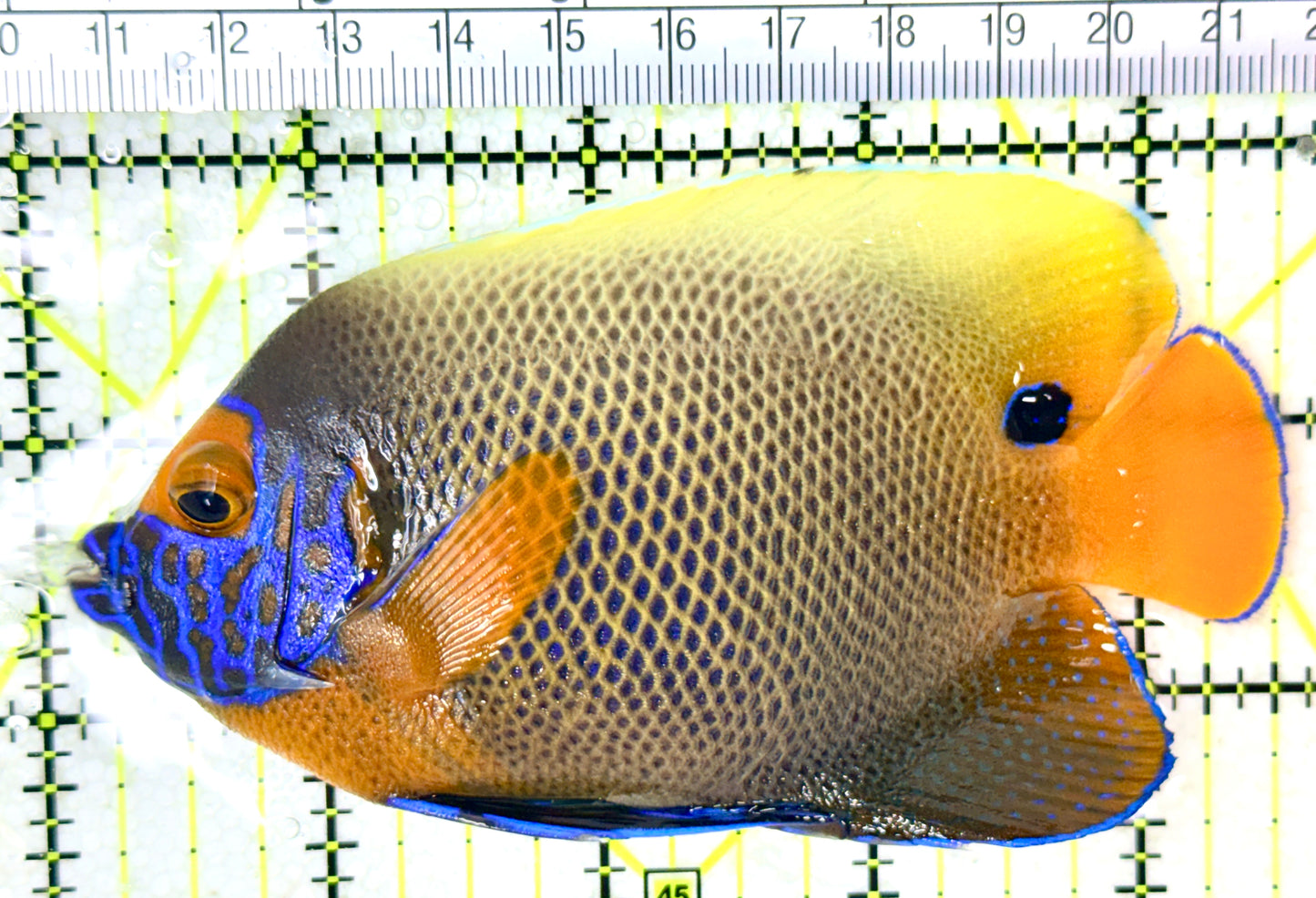 Blueface Angelfish Adult (Sumatra Vibrant Colors) BAA050402 WYSIWYG Size: L 4.5" approx