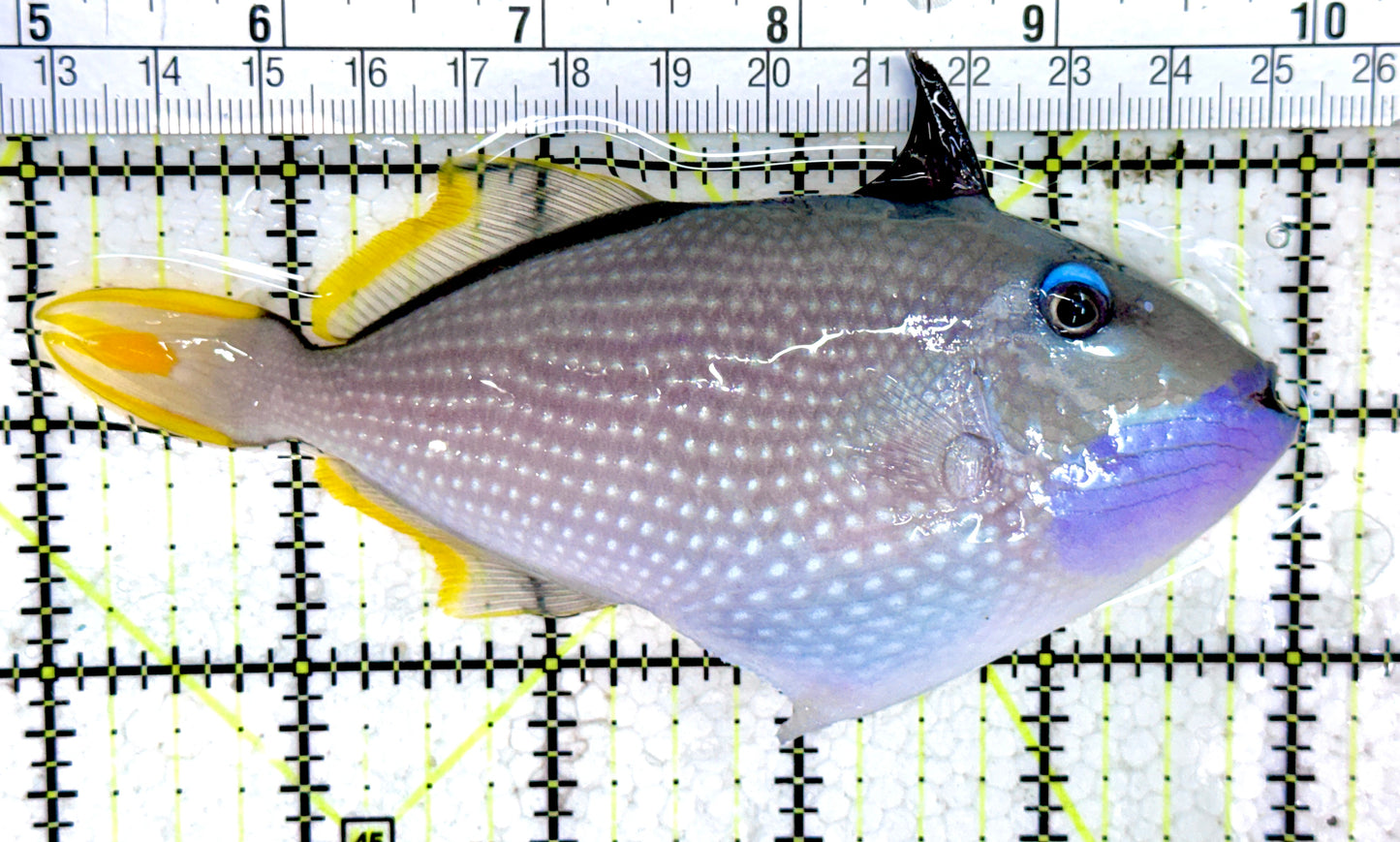 Male Blue Throat Triggerfish (Reefsafe) FBTT061404 WYSIWYG Size: L 5" approx