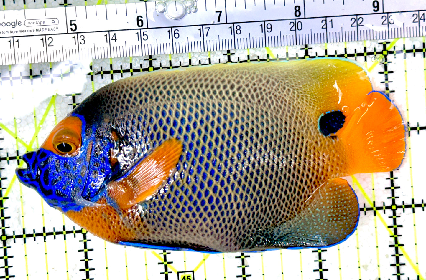 Blueface Angelfish Adult (Sumatra Vibrant Colors) BAA050302 WYSIWYG Size: L 5"