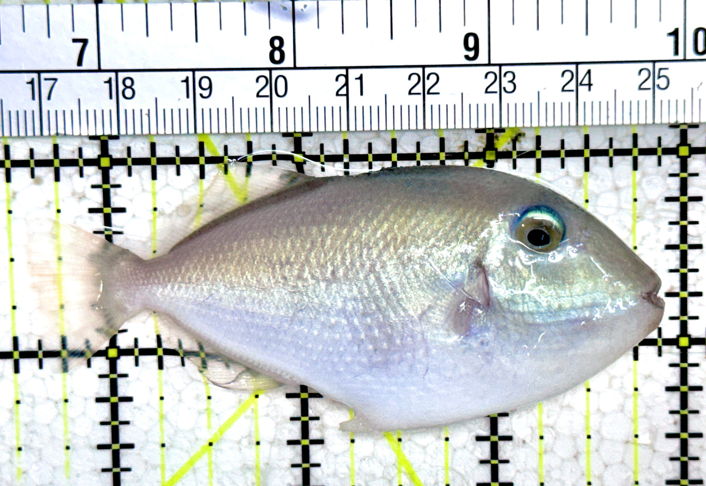 Goldenback Triggerfish GT061401 WYSIWYG Size: M (Juvenile 3.5") See Note