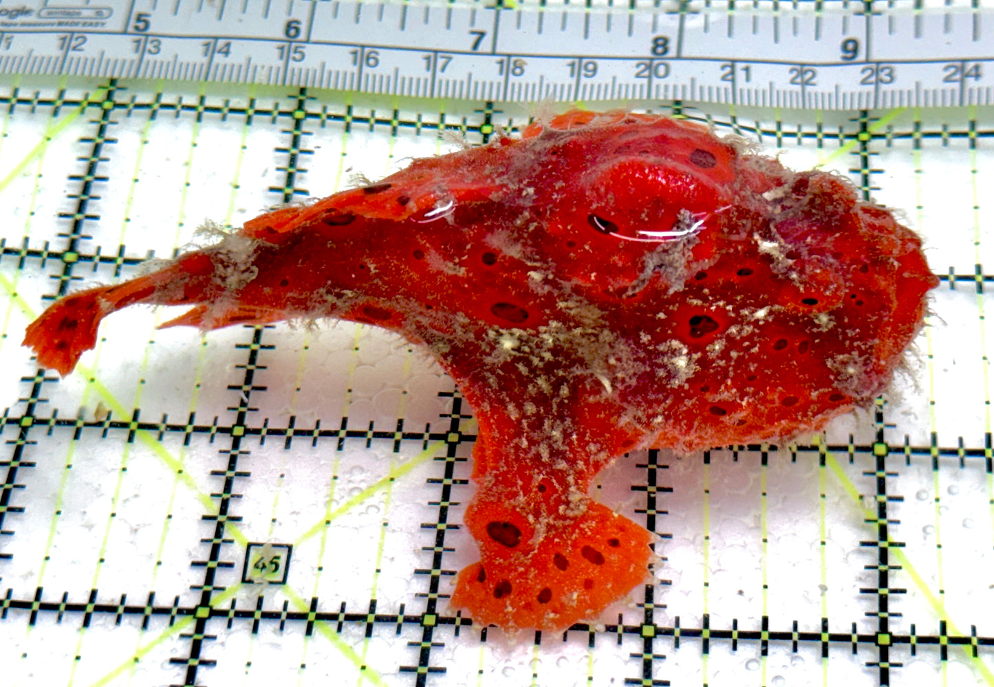 Red Warty Angler RWA061401 WYSIWYG Size: XL 4.25"