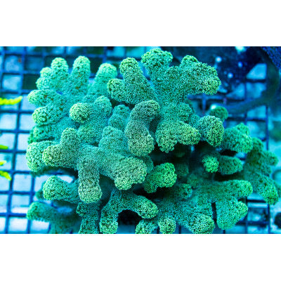 Neon Jade Stylophora Frag (Aquacultured) Size: S 0.5" to 0.75"