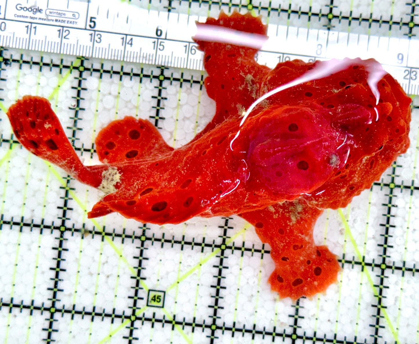 Red Warty Angler RWA061402 WYSIWYG Size: XL 5"
