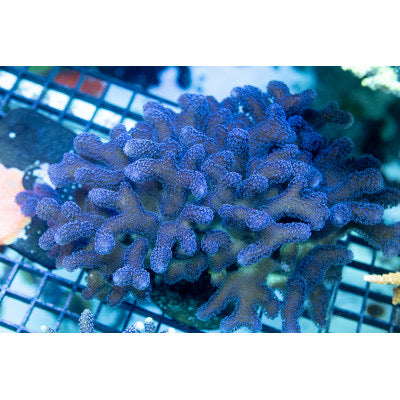 Royal Indigo Stylophora Frag (Aquacultured) Size: S 0.5" to 0.75"