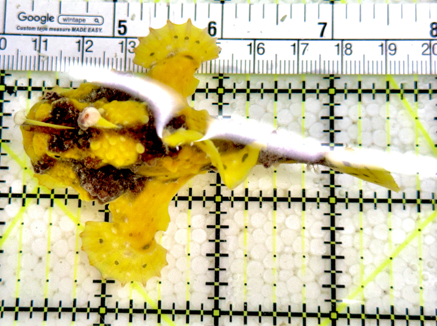 Yellow Pink Warty Angler YPWA061401 WYSIWYG Size: L 3.25"