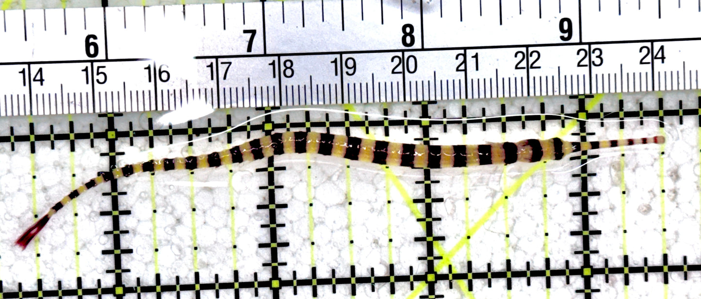 Banded Pipefish BP061401 WYSIWYG Size: 4.25"